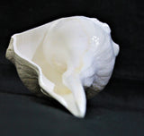 Dakshinavarti Shankh (valampuri shankh) - himalaya rudraksha anusandhan kendra