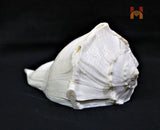 Dakshinavarti Shankh (valampuri shankh) - himalaya rudraksha anusandhan kendra