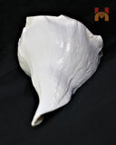 Dakshinavarti Shankh (valampuri shankh) - himalaya rudraksha anusandhan kendra