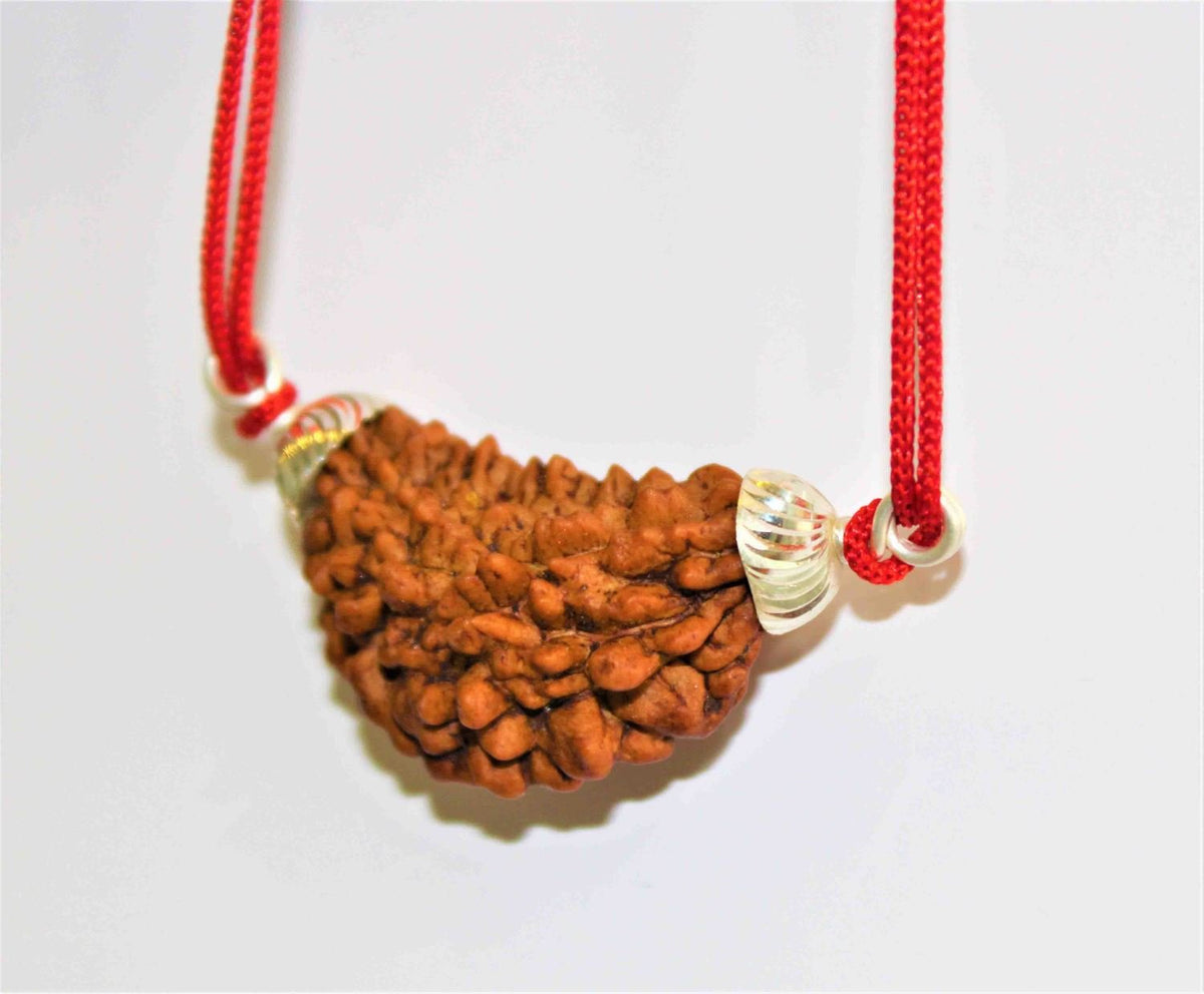Natural 1 Face/Mukhi Rudraksha | Himalaya Rudraksha Anusandhan Kendra