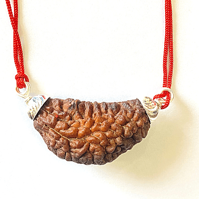 Natural Mukhi Rudraksha (Collector Size) Himalaya Rudraksha