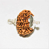 Natural 12 Mukhi/Face Rudraksha (Nepal Origin - Super Collector Size) - Himalaya Rudraksha Anusandhan Kendra