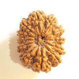 Natural 12 Mukhi/Face Rudraksha (Nepal Origin - Super Collector Size) - Himalaya Rudraksha Anusandhan Kendra