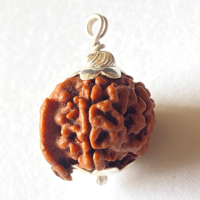 Natural Ganesh Mukhi Rudraksha Himalaya Rudraksha Anusandhan Kendra