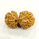 Natural Gaurishankar Rudraksha (Nepal Origin - Super Collector Size) - Himalaya Rudraksha Anusandhan Kendra